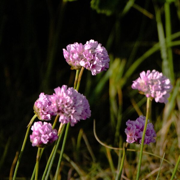 Sea Thrift (Armeria maritima) seeds