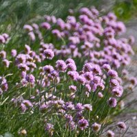 Sea Thrift (Armeria maritima) seeds