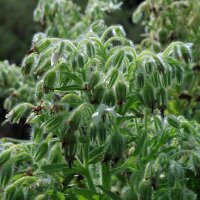 White Borage Alba (Borago officinalis) organic seeds