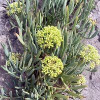 Rock Samphire (Crithmum maritimum) seeds