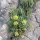 Rock Samphire (Crithmum maritimum) seeds