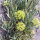 Rock Samphire (Crithmum maritimum) seeds