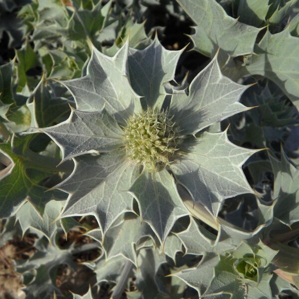 Sea Holly (Eryngium maritimum) organic seeds