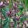 Tuberous Jerusalem sage (Phlomoides tuberosa) seeds