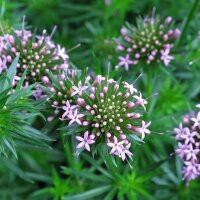 Caucasian Crosswort (Phuopsis stylosa) seeds