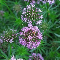 Caucasian Crosswort (Phuopsis stylosa) seeds