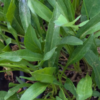 Seashore Aster (Tripolium pannonicum) seeds