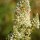 White Upright Mignonette (Resada alba) organic seeds