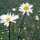 Oxeye Daisy (Leucanthemum vulgare) organic seeds