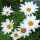 Oxeye Daisy (Leucanthemum vulgare) organic seeds