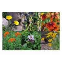 Drought Tolerant Wildflowers for the Prairie Garden (Organic) - Seed Kit Gift Box