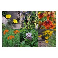 Wildflowers for the Prairie Garden (Organic) - Seed Kit Gift Box