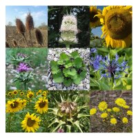 Wild Birdfeed Flower Meadow (Organic) - Seed kit gift box