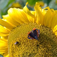 Common Sunflower (Helianthus annuus) organic