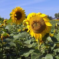 Common Sunflower (Helianthus annuus) organic