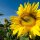 Common Sunflower (Helianthus annuus) organic