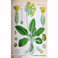 Common Cowslip (Primula veris) organic seeds