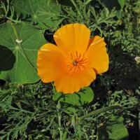 Californian poppy (Eschscholzia californica) organic seeds