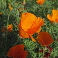 Californian poppy (Eschscholzia californica) organic seeds