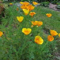 Californian poppy (Eschscholzia californica) organic seeds