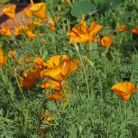 Californian poppy (Eschscholzia californica) organic seeds