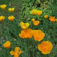 Californian poppy (Eschscholzia californica) organic