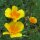 Californian poppy (Eschscholzia californica) organic seeds