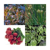 Balcony Box Vegetables (Organic) - Seed kit gift box