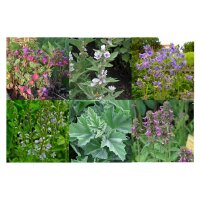 Flowers For Shade (Organic) - Seed kit gift box