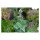 Flowers For Shade (Organic) - Seed kit gift box