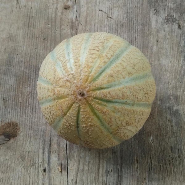 Cantaloupe Melon Retato Degli Ortolani (Cucumis melo) organic seeds