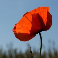 Corn poppy (Papaver rhoeas) organic seeds