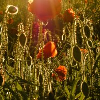 Corn poppy (Papaver rhoeas) organic seeds