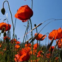 Corn poppy (Papaver rhoeas) organic seeds
