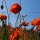 Corn poppy (Papaver rhoeas) organic seeds