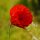 Corn poppy (Papaver rhoeas) organic seeds