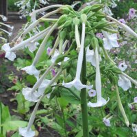 Woodland Tobacco (Nicotiana sylvestris) organic seeds