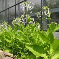 Woodland Tobacco (Nicotiana sylvestris) organic seeds