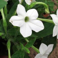 Woodland Tobacco (Nicotiana sylvestris) organic seeds