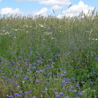 Cornflower (Centaurea cyanus) organic seeds