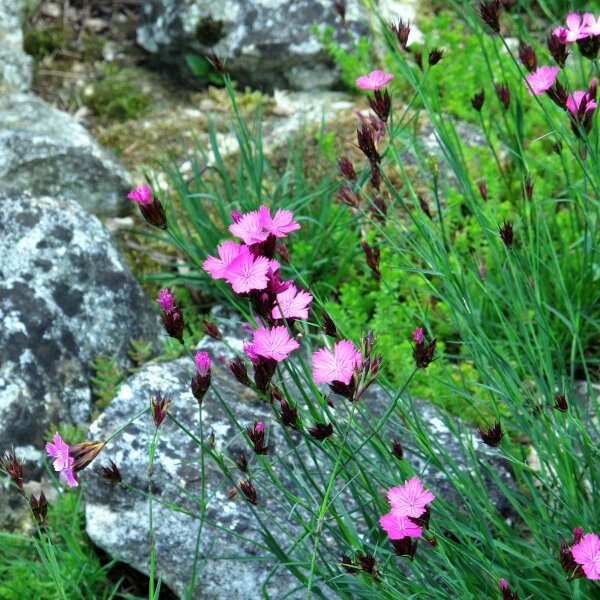 Carthusian Pink (Dianthus carthusianorum) organic seeds