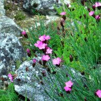 Carthusian Pink (Dianthus carthusianorum) organic seeds