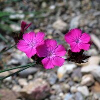 Carthusian Pink (Dianthus carthusianorum) organic seeds