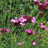 Carthusian Pink (Dianthus carthusianorum) organic seeds