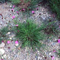 Carthusian Pink (Dianthus carthusianorum) organic seeds