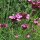 Carthusian Pink (Dianthus carthusianorum) organic