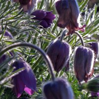 Pasque Flower (Pulsatilla vulgaris) organic seeds