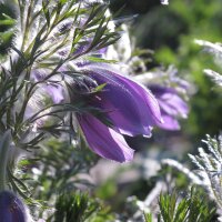 Pasque Flower (Pulsatilla vulgaris) organic seeds