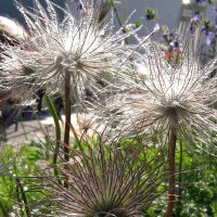 Pasque Flower (Pulsatilla vulgaris) organic seeds