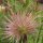 Pasque Flower (Pulsatilla vulgaris) organic seeds